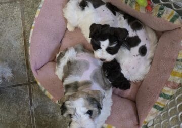 Miniature schnauzers