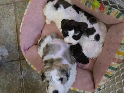 Miniature schnauzers