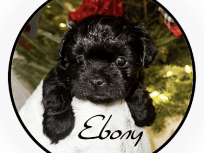 Puppies for sale