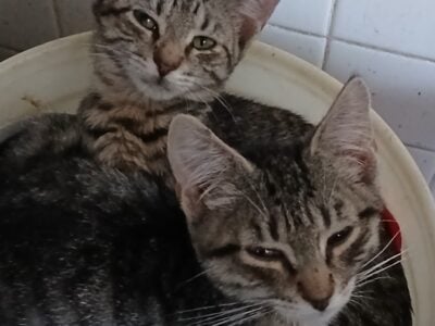 Dark gray and dark strips coat, very lovely kitten