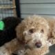 Greetings from Bluffton, SC, “The Labdoodle Bluff