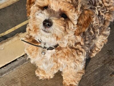 Maltepoo female 10 -weeks old