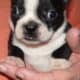 Boston Terriers black/whites M/F AKC Reg