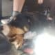 Service dog in training, willow,puppy