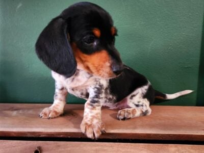 Male dachshund puppies for sale