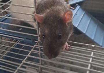 Baby Fancy Rats