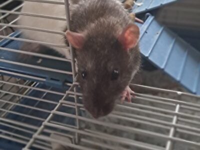 Baby Fancy Rats