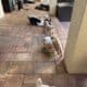 Labradoodle/Goldendoodle- Double Doodle puppies