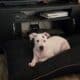 American Bully Catahoula Leopard/Boxer Puppies