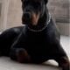 -Champion Line Doberman Pups-