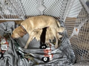 Labrador Retriever – Lab Puppies AKC Reg Vet Check