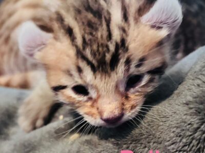 Highlander Bengal kittens