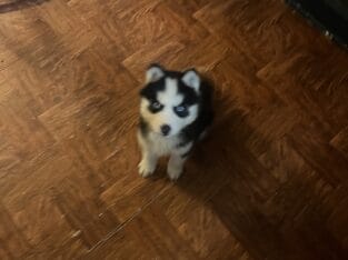 2 month old Siberian Husky