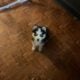 2 month old Siberian Husky