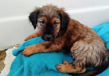 Malinois/lab mix