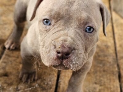 Bully XL Puppies
