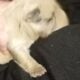 Fluffy platinum cream blue merle French bulldog pu