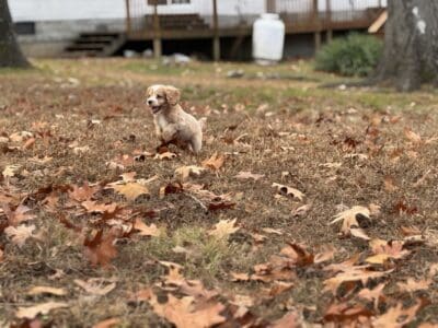 Add for Cockapoo – Johnny