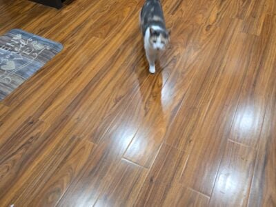 Loving Diluted Calico