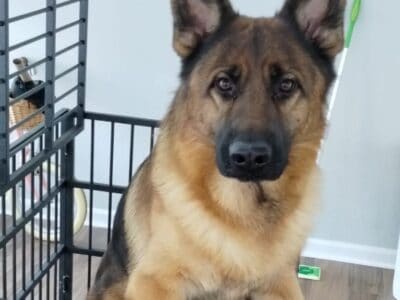 AKC MALE GERMAN SHEPHERD 1 YEAR OLD