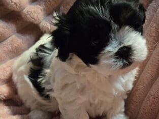 Looking for loving home