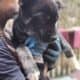 Rehoming puppies