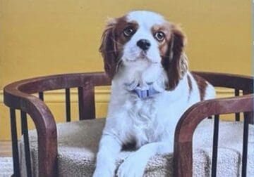 Royal Flush Cavaliers – Puppies and Stud Service