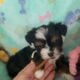 Yorkie~Chihuahua Chorkie Puppies