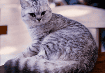 British Shorthair Silver Spotted Tabby Boy