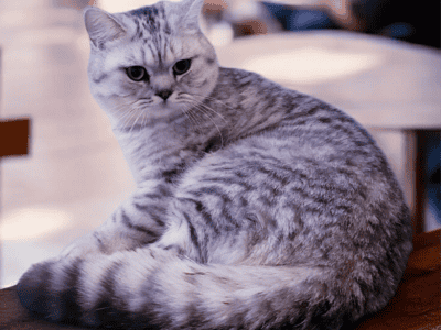 British Shorthair Silver Spotted Tabby Boy