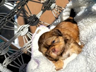 Absolute heavenly Shih Tzu’s