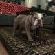 Rare AKC Lilac Micro Bulldog – Available for Adopt
