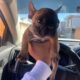 French bulldogs