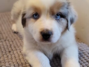 AKC Registry of “purebred” Australian Shepherds