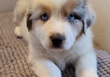 AKC Registry of “purebred” Australian Shepherds