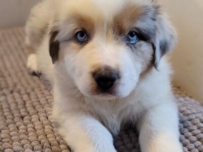 AKC Registry of “purebred” Australian Shepherds