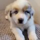 AKC Registry of “purebred” Australian Shepherds