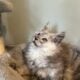 Pale Blue Smoke European Maine Coon