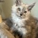 Pale Blue Smoke European Maine Coon