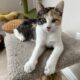 Beautiful Calico Kitten $400