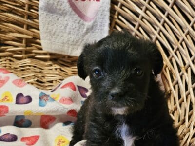 I have 3 female Chihuahua puppies!