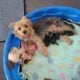Yorkie~Chihuahua Chorkie Puppies