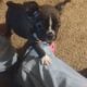 Frenchton puppies for sale