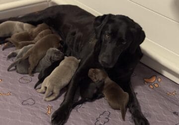 AKC puppies