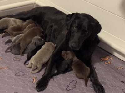 AKC puppies