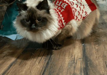 ragdoll kitty