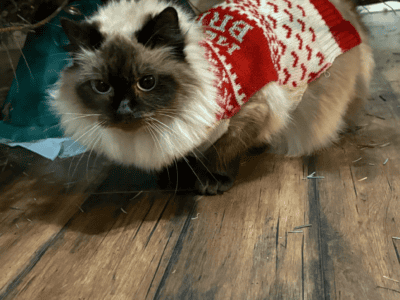 ragdoll kitty