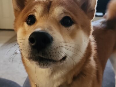 AKC registered Intact Male Shiba Inu