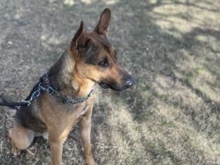FREE Germen Shepherd Mix