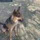 FREE Germen Shepherd Mix